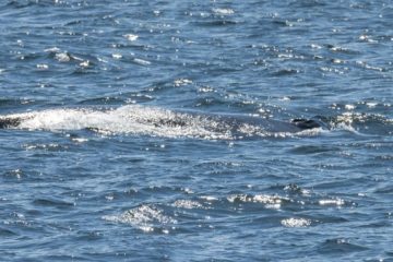 Humpback Whale