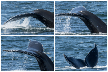 Humpback Whale