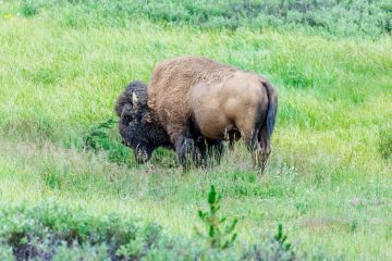 Bison