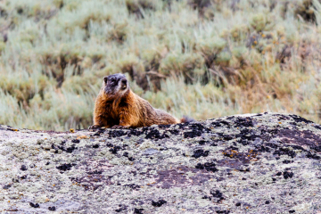 Marmot