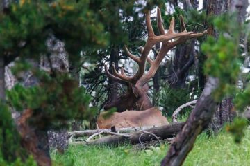 Elk