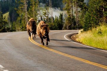 Bison