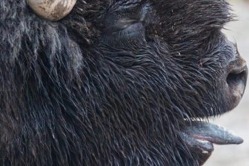 Bison