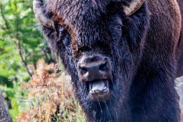 Bison