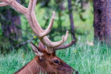 Elk