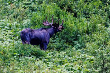 Moose