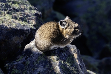 Pika