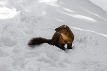 American marten