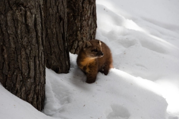 American marten