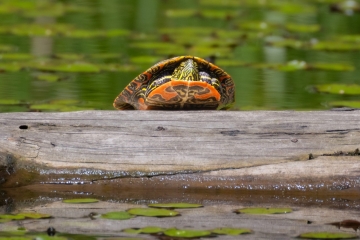 Western Painted Turtle
