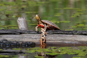 Western Painted Turtle