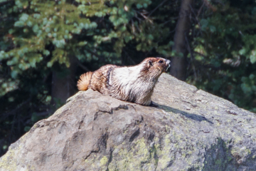 Marmot