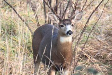 Black-Tailed Deer