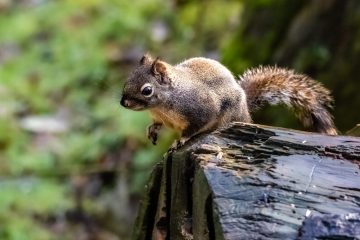 Squirrel