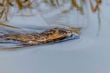 Beaver