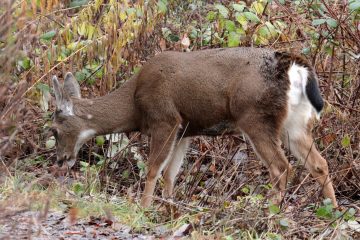 Black-Tailed Deer