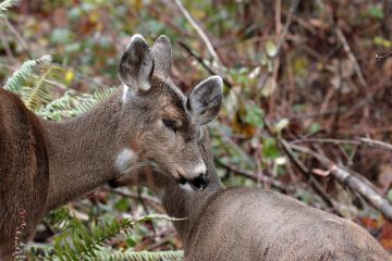 Black-Tailed Deer