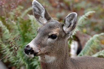 Black-Tailed Deer