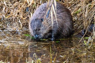 Beaver