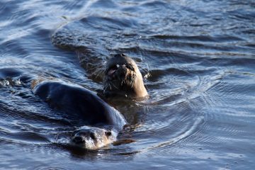 Otter