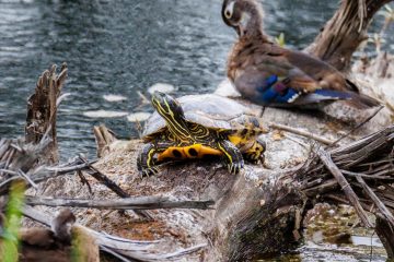 Western Painted Turtle