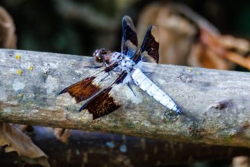 Dragonfly