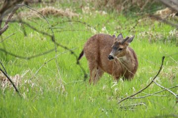 Black-Tailed Deer