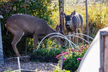 Black-Tailed Deer