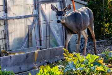 Black-Tailed Deer