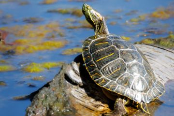 Western Painted Turtle