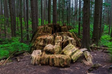 Old growth tree stump