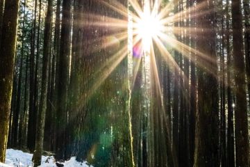 Sunshine