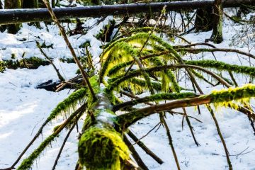 Moss tree