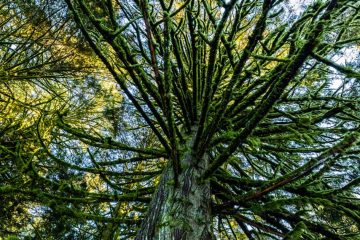 Moss tree