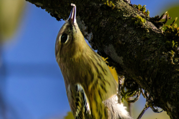 Yellow-rumped Warbler