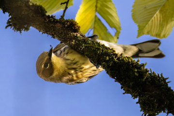 Yellow-rumped Warbler