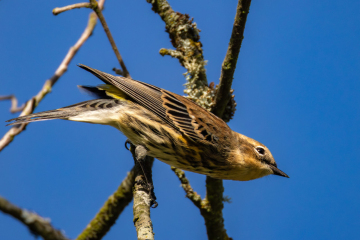 Yellow-rumped Warbler