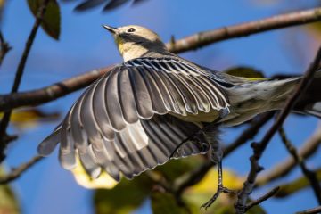 Yellow-rumped Warbler