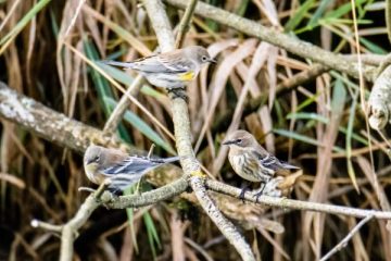 Yellow-rumped Warbler