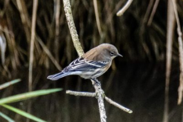 Yellow-rumped Warbler