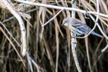 Yellow-rumped Warbler