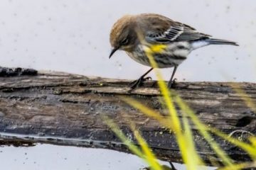 Yellow-rumped Warbler