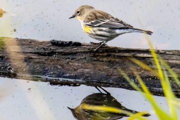 Yellow-rumped Warbler