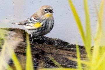Yellow-rumped Warbler