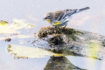 Yellow-rumped Warbler