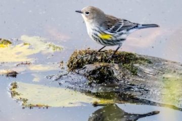 Yellow-rumped Warbler
