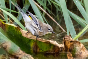 Yellow-rumped Warbler