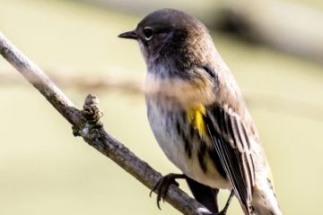 Yellow-rumped Warbler