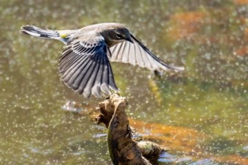 Yellow-rumped Warbler