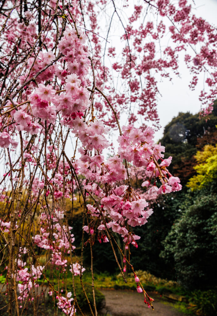 Cherry Blossom in Tokyo